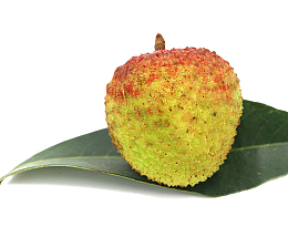 海南妃子笑荔枝摄影