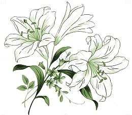 手绘百合花白色百何花卉