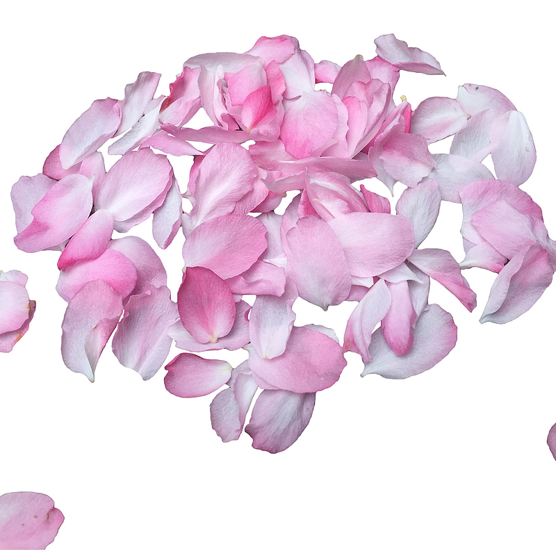 粉红樱花花瓣设计素材