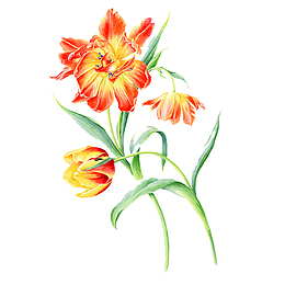 手绘花卉