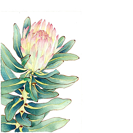 花卉手绘