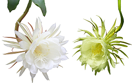 花卉昙花