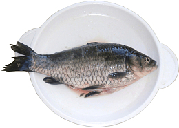 白鲫鱼圆形双耳盘子鱼肉宰鱼食材