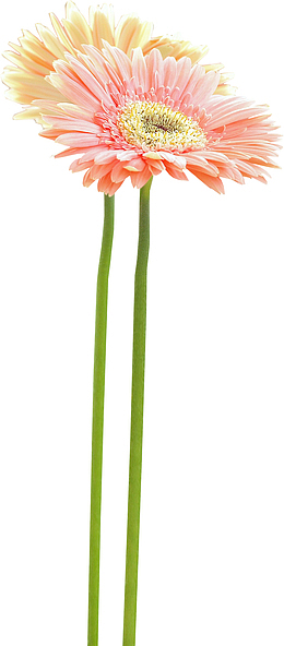 花卉