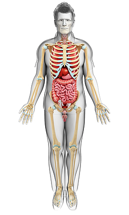 3D男性成年医学插画