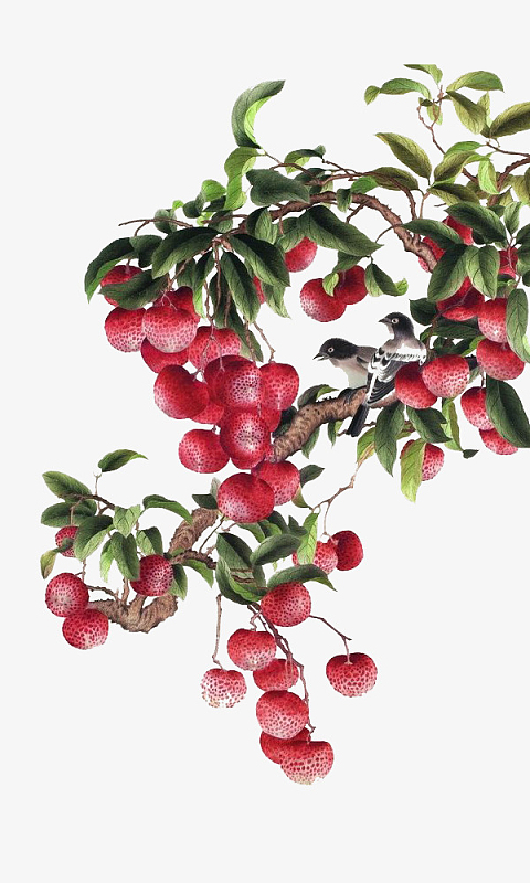 cdrpng渐变扁平插画水彩荔枝夏至插画png荔枝树png手绘水彩绘画水果