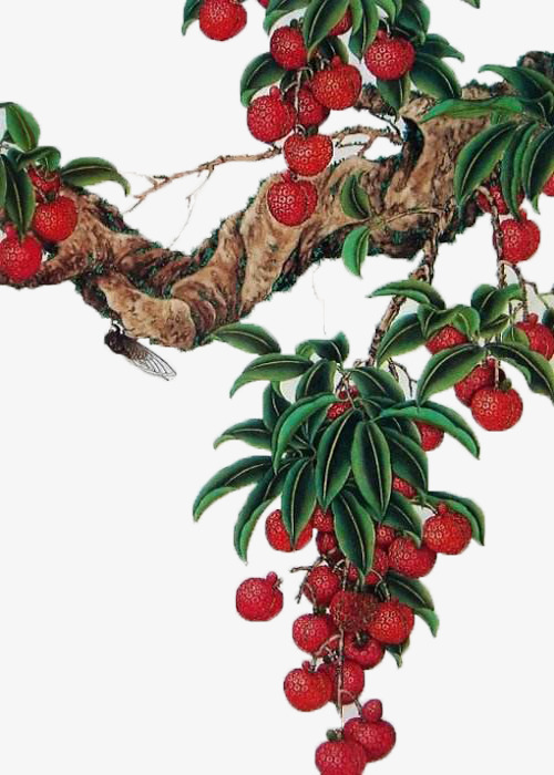 色彩浓烈的荔枝树国画