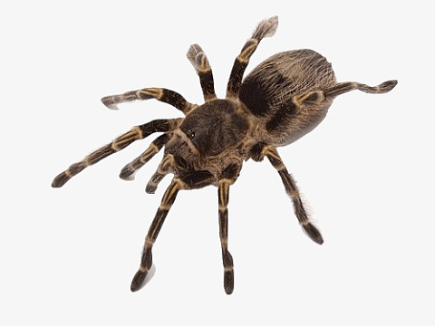 爬宠蜘蛛蜥蜴四脚蛇乌龟蝎子变色