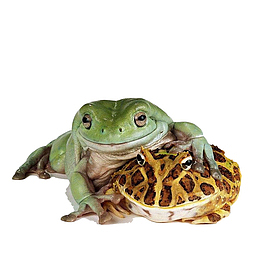 爬宠蛇蜥蜴蝎子变色龙蜗牛乌龟冷