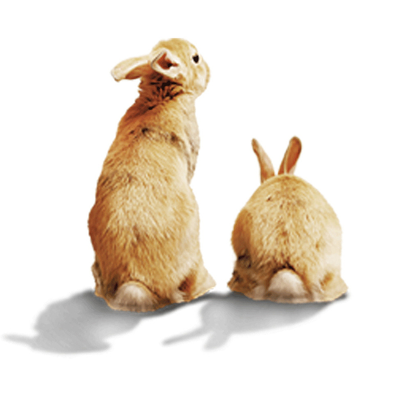 可爱的两只棕色兔子