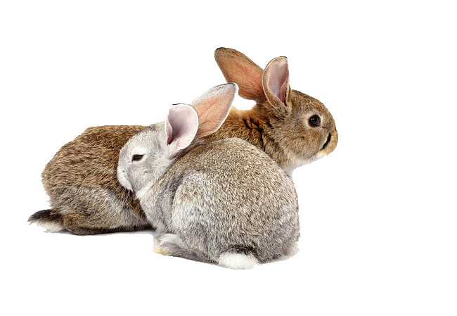 2只小兔子