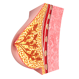 女性乳房医学插画