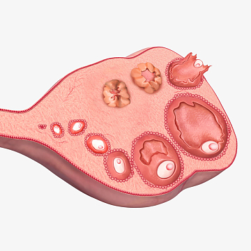 女性卵巢医学插画