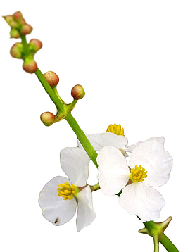 白色慈姑花
