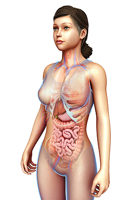 女性身体医学插画