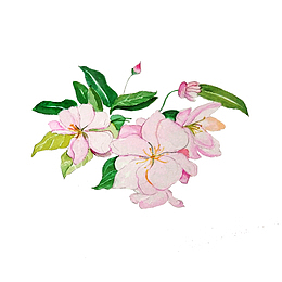 手绘粉色的海棠花