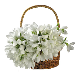 花篮里的山茶花