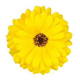 黄色有观赏价值的三层的一朵大花