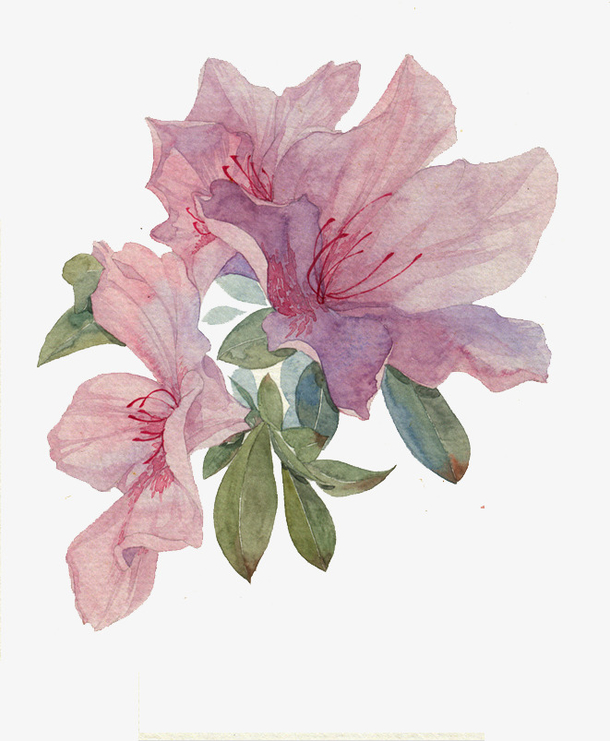 手绘杜鹃png免抠