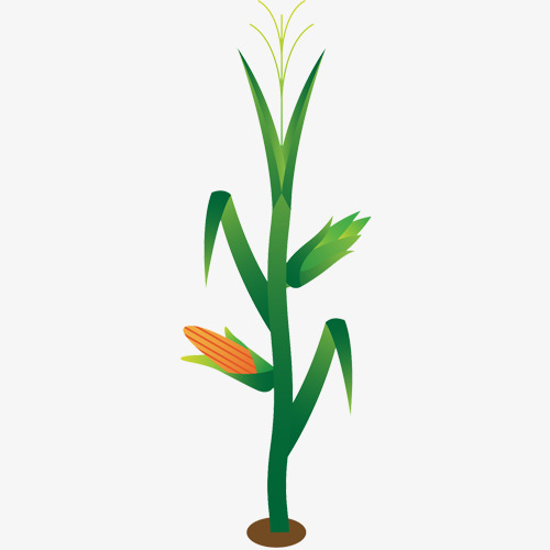 玉米杆动画图片