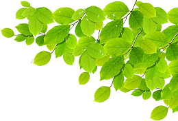嫩绿树叶清新装饰图案