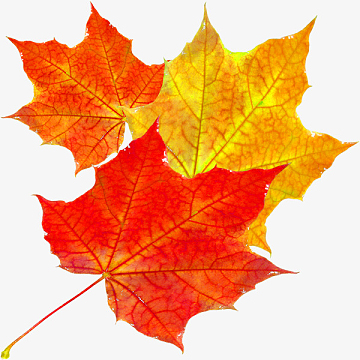 桐叶素材_桐叶图片元素-觅元素