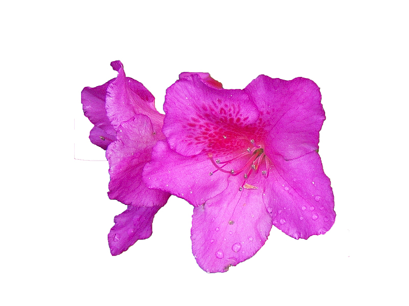 两朵朵绽放的紫色杜鹃花