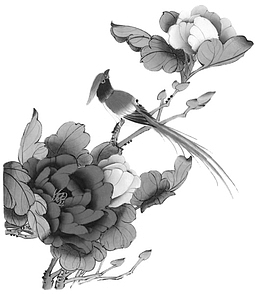 牡丹花上的黄鹂