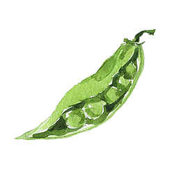 绿色手绘的豆角