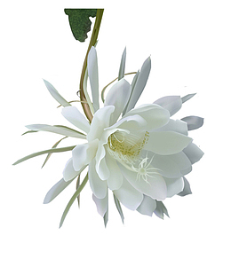 白色昙花