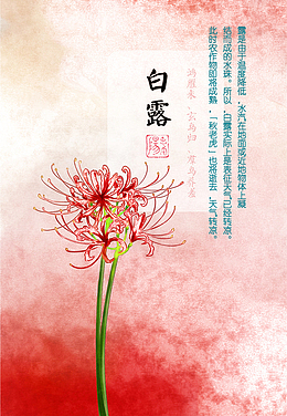 二十四节气白露石蒜唯美元素