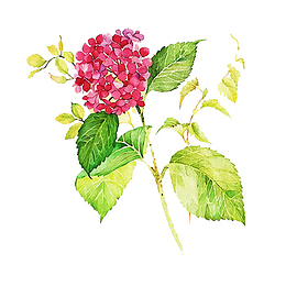 手绘绣球花