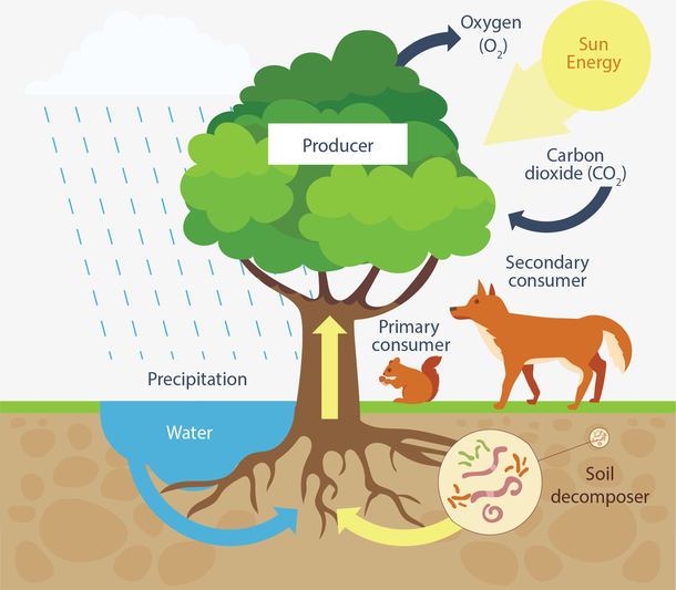 自然水循环信息图表