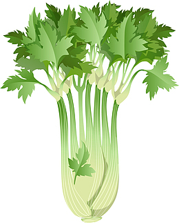 手绘西芹矢量图