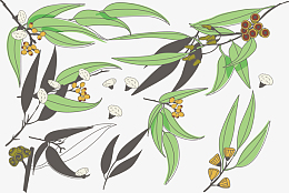 手绘桉树树叶矢量图