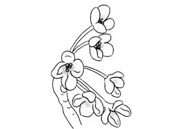 简单画桂花花瓣矢量图
