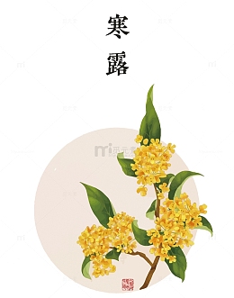 矢量节气寒露桂花