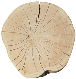 古榕树木桩木头截面裂纹