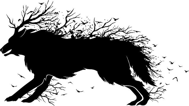 黑色野狼动物