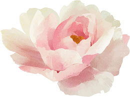 淡粉色水彩手绘山茶