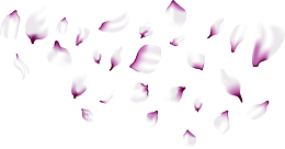 浪漫紫色樱花花瓣