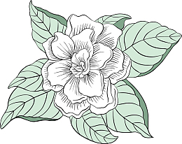 浪漫白色山茶花