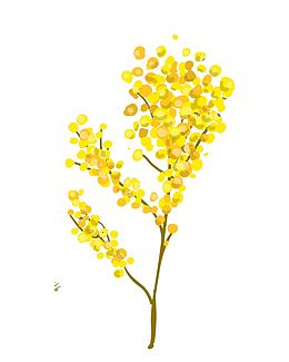 水彩画黄色花朵