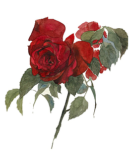 中国风手绘蔷薇花PNG免扣