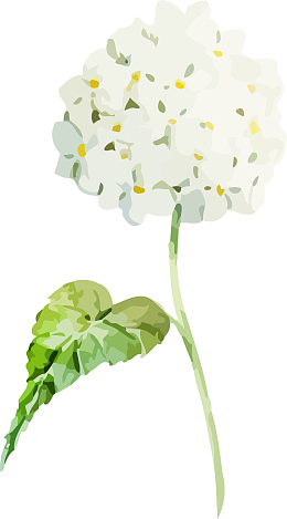 手绘白色绣球花免抠图