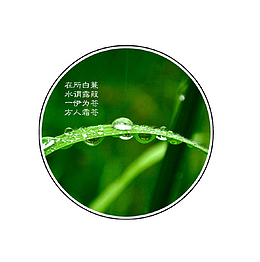 绿色唯美白露图标