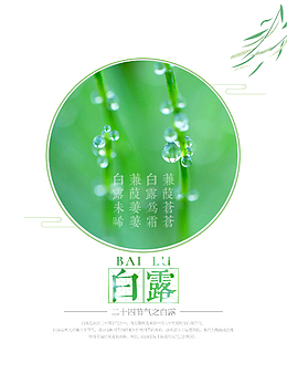 绿色唯美白露图标