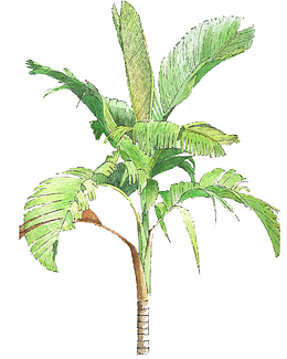 茂盛树叶卡通香蕉树