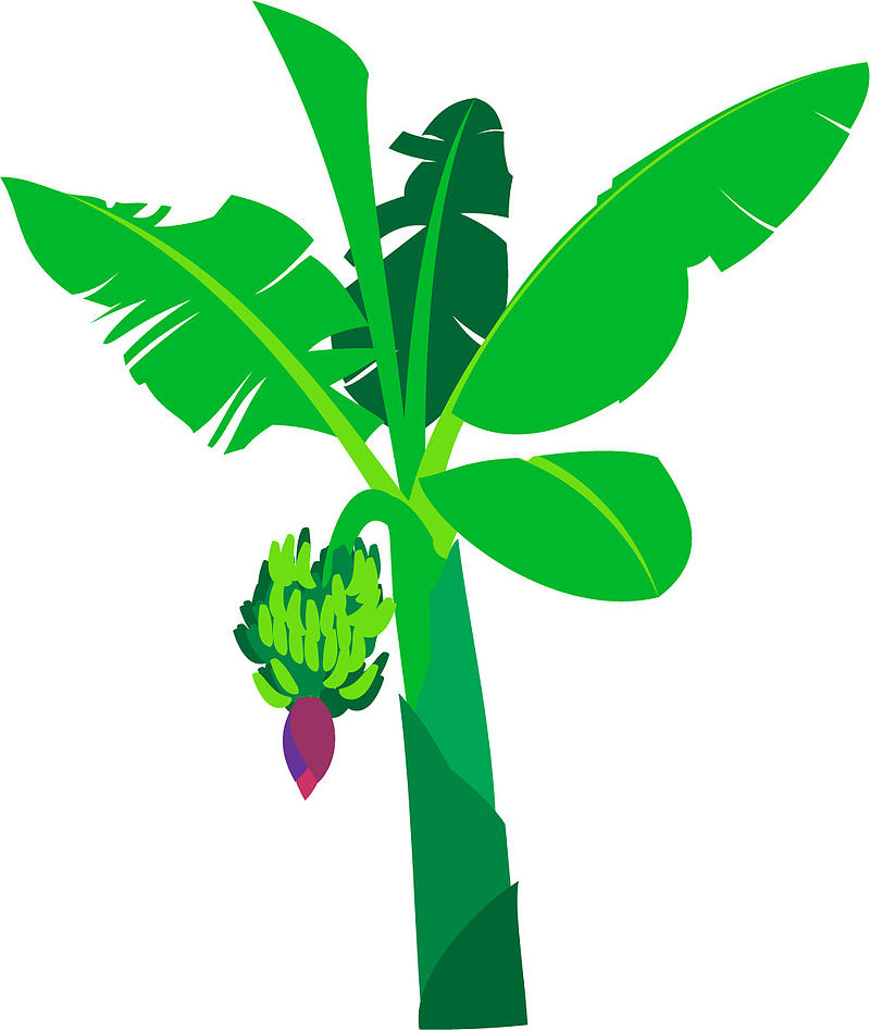 纯绿色卡通矢量香蕉树