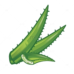创意绿色芦荟叶子元素